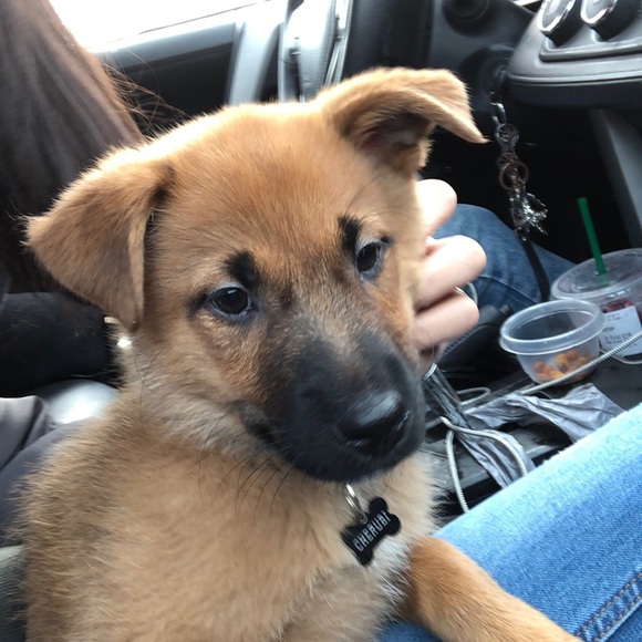 Meet your Posher, Leah - Picture 1 of 1